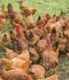 首码养鸡刚刚上线-汇一线首码网